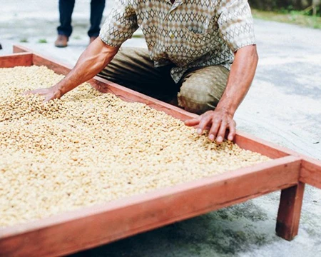 Bali Blue Moon Coffee Single Origin - Image 3
