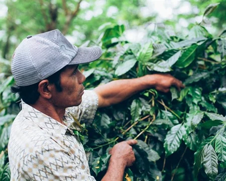 Bali Blue Moon Coffee Single Origin - Image 4